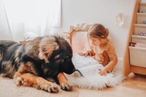 Small girl reading to her large fluffy dog.